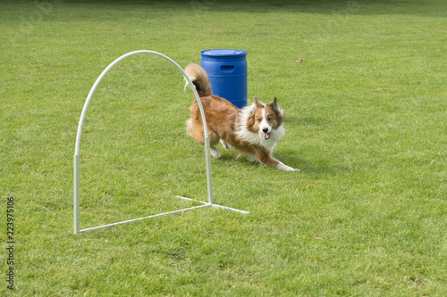 Fotografie, Obraz Border collie mixed dog running on a hooper agility sports field