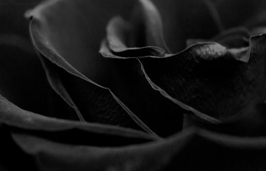 Black flower texture background