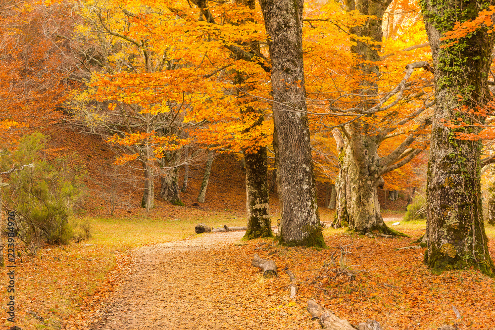 Path through the beech forest covered with leaves in autumn (Montejo de la Sierra, Spain)wallpaper, foliage, woodland, beautiful, environm - obrazy, fototapety, plakaty 