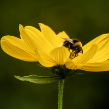 Bee On Bright Yellow Flower