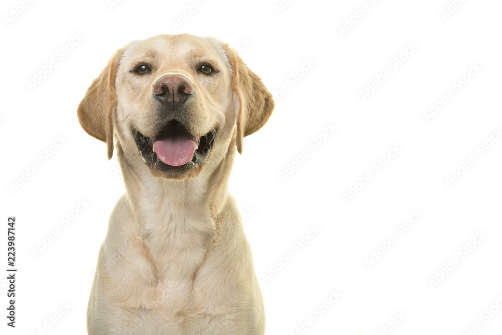 Portrait of a blond labrador retriever dog looking at the camera with a big smile isolated on a white background - obrazy, fototapety, plakaty 