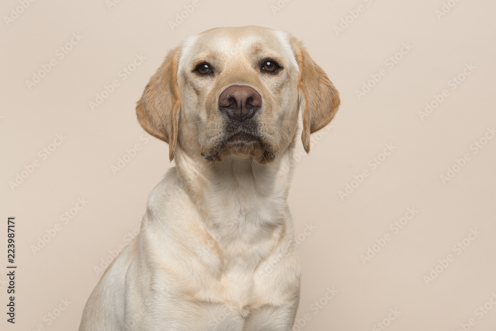 Portrait of a blond labrador retriever dog looking at the camera on a creme colored background - obrazy, fototapety, plakaty 