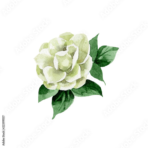 Cuadros en Lienzo Watercolor white camellia flower