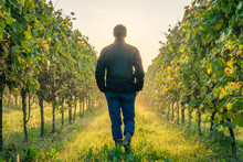 Young Farmer And Businessman Standing Admiring His Vineyard