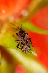 A small beetle on a strawberry