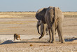 Löwin Angst vor Elefant