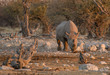 Rhino meets Schakal
