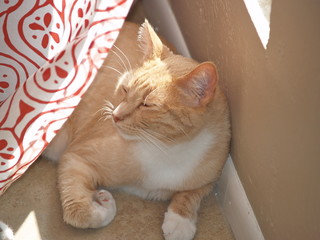 Naklejka na meble Cute Orange Tabby Eyes Closed Smiling