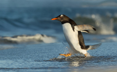 Wall Mural - Gentoo penguin running to the ocean