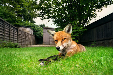 Red fox lying on the grass in summer