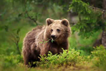 Wall Mural - european brown bear eating grass and branches in forest