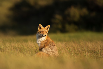 Wall Mural - Red fox sitting on a sunny day
