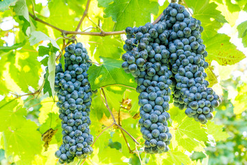 Shot of a Friularo bunch of grapes hanging from the vine plant. This grapes can be used for both red and white wines. 