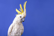 A very nice white cockatoo parrot on the blue background.