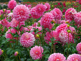 Pink dahlias