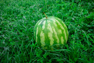 Green watermelon on grass or growing watermelon in garden.