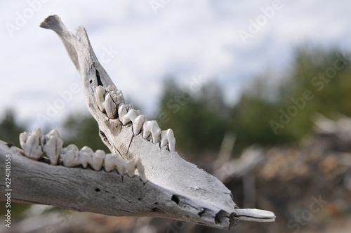 Skelett Gebiss Reh Wildschwein Unterkiefer Wildtier Kopf Knochen Schadel Buy This Stock Photo And Explore Similar Images At Adobe Stock Adobe Stock