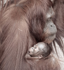 Poster - Mother Holding Infant Orangutan