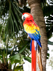 Canvas Print - Scarlet Macaw siting in Tropical Palm 