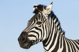 Fototapeta Konie - Muzzle zebra looking sideways