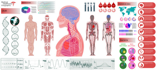 human anatomy, body with internal organs. medical infographic set. illustration of heart scan, human