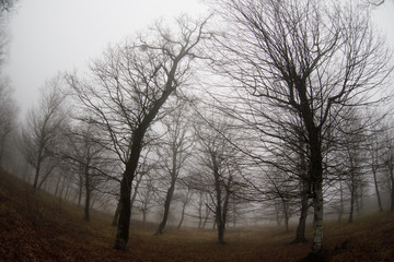 Wall Mural - Landscape with beautiful fog in forest on hill or Trail through a mysterious winter forest with autumn leaves on the ground. Road through a winter forest. Magical atmosphere. Azerbaijan