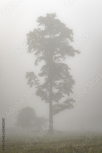 Fotografie, Obraz Lonely tree in the mist in northern Thailand