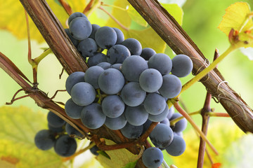 Wall Mural - Blue grapes in a vineyard at sunset