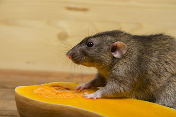 Wall Mural - Rat eats a pumpkin.