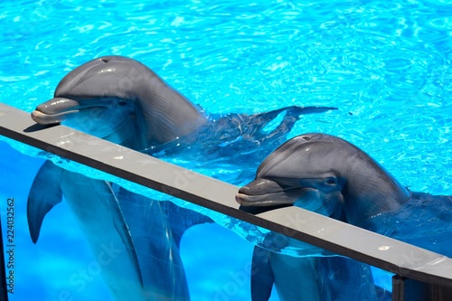 Fotomural Two dolphins resting their heads on the side of a water tank during a dolphin sh