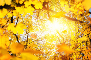 Wall Mural - Sonnenschein im goldenen Herbst