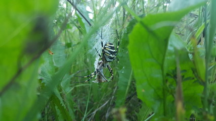 spider on a web