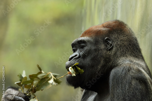 Fotografía The western lowland gorilla (Gorilla gorilla gorilla) is eating leaves with gree