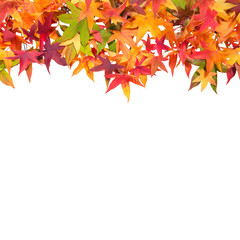 Canvas Print - autumn maple leaves white background square image