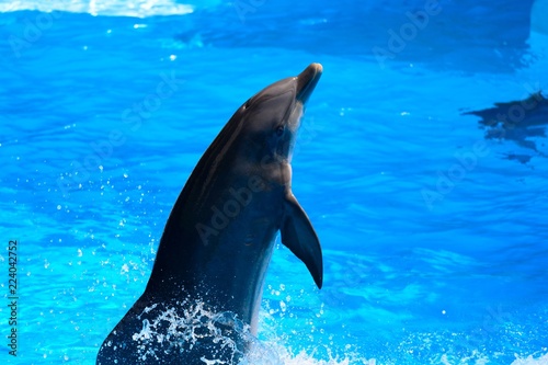 Fotomural Close up of a dolphin performing in a dolphin show