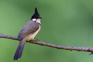 Wall Mural - Red-whiskered bulbul or Pycnonotus jocosus, beautiful bird perching on branch with green blackground in Northern Thailand.