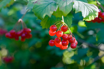 Wall Mural - Viburnum berries grow in the garden