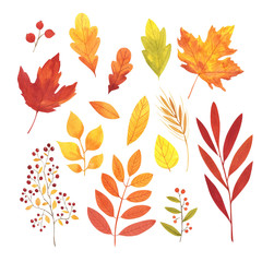 Watercolor autumn leaves set. Hand painted illustration.