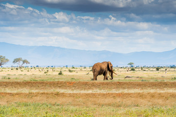 Wall Mural - Elephants in Kenya, Africa