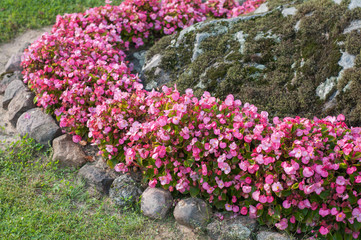 Tiny pink flowers growing in stone low wall in garden.