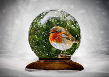 Robin Redbreast In Christmas Glass Ball With Snow