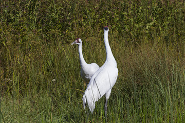 Poster - Whooping crane (Grus americana) it is one of only two crane species found in North America.