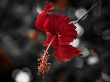 Deep Red Flower On Dark Background
