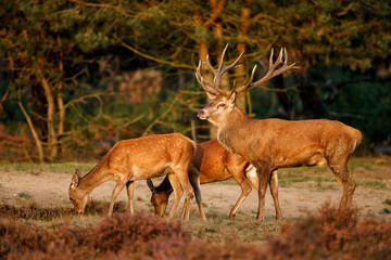 Wall Mural - Red deer stag with some femalein the rutting season in the Hoge Veluwe National Park in the Netherlands