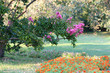 © dinar12 - Цветущая ветка индийской сирени (Lagerstroemia indica)