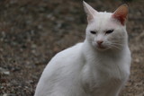 Fototapeta Koty - 白い猫