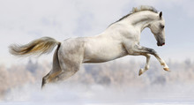 White Horse Jumping