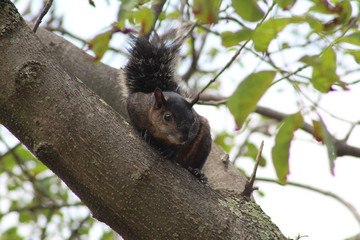  squirrel in the tree