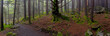 Panorama of Mossy Forest Floor