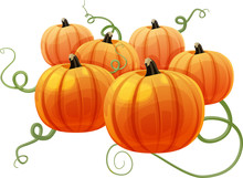 Group Of Pumpkins With Vines In Background. Isolated Vector Illustration.